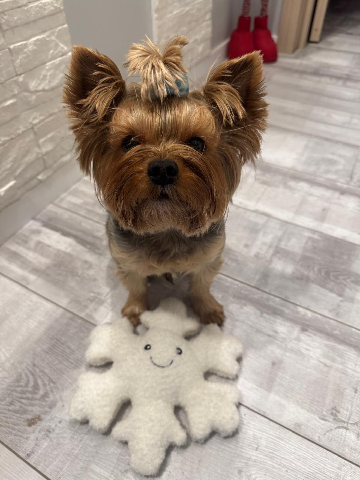 Snowflake Winter Dog Toy