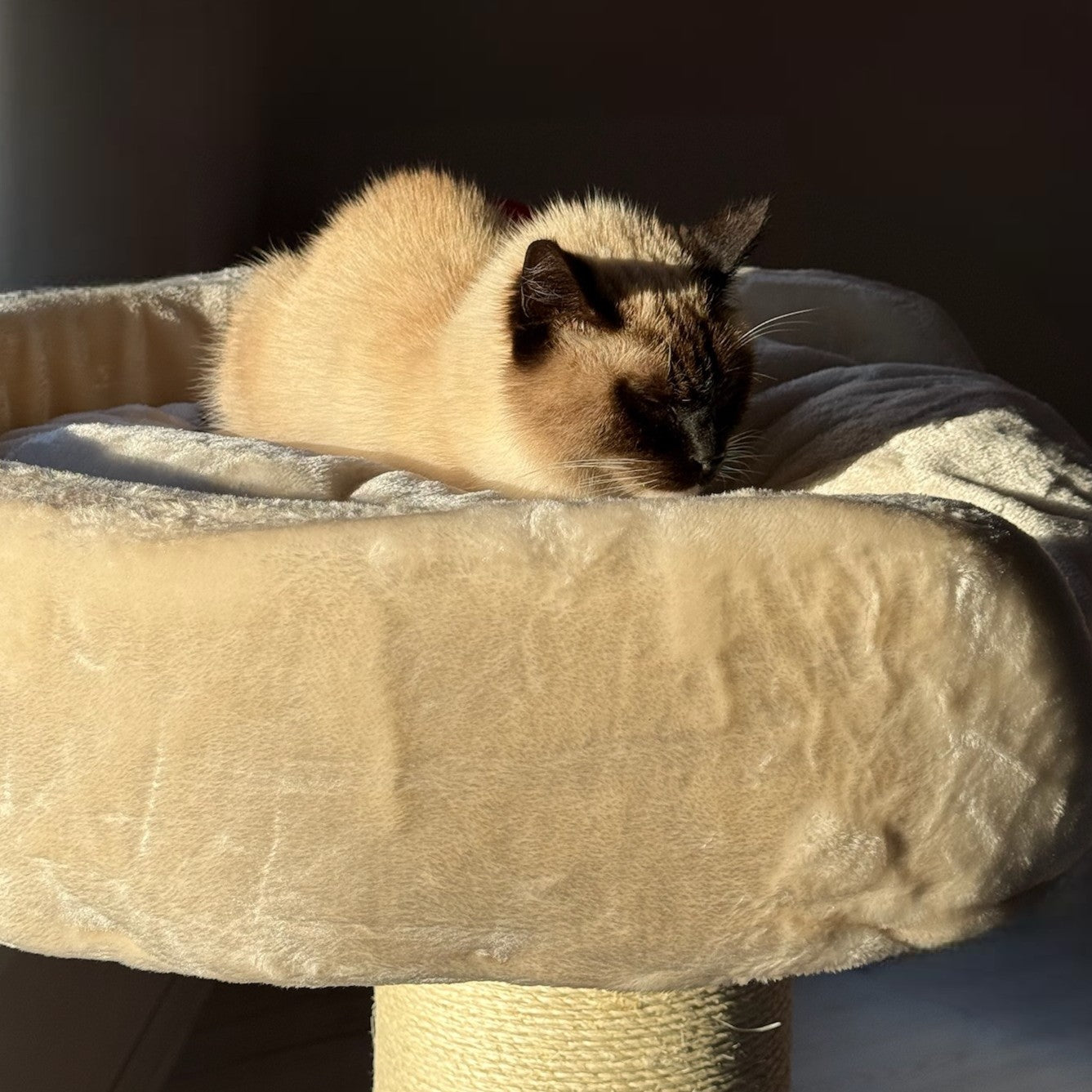 Cats